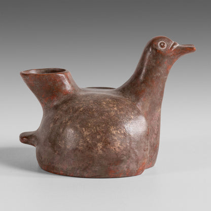 Canard Colima couvant ses oeufs