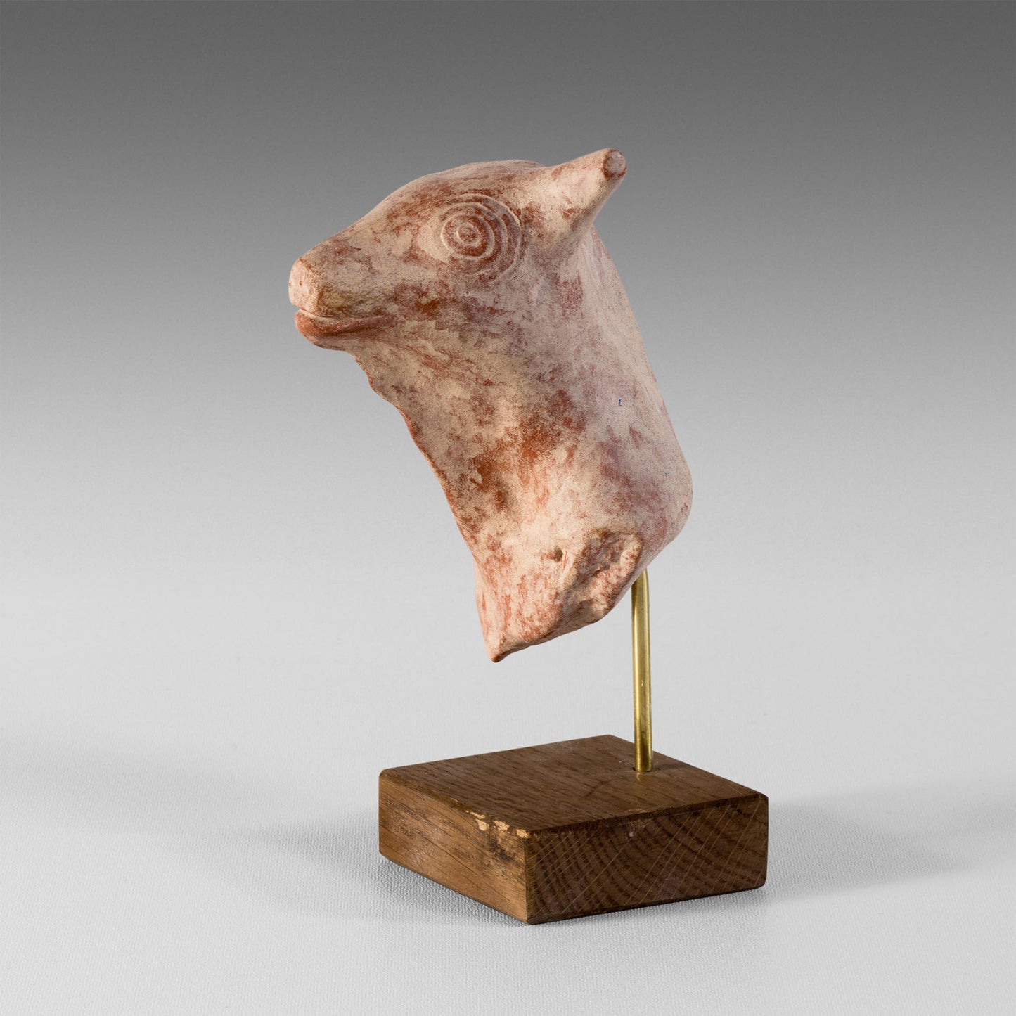 Petite tête de taureau