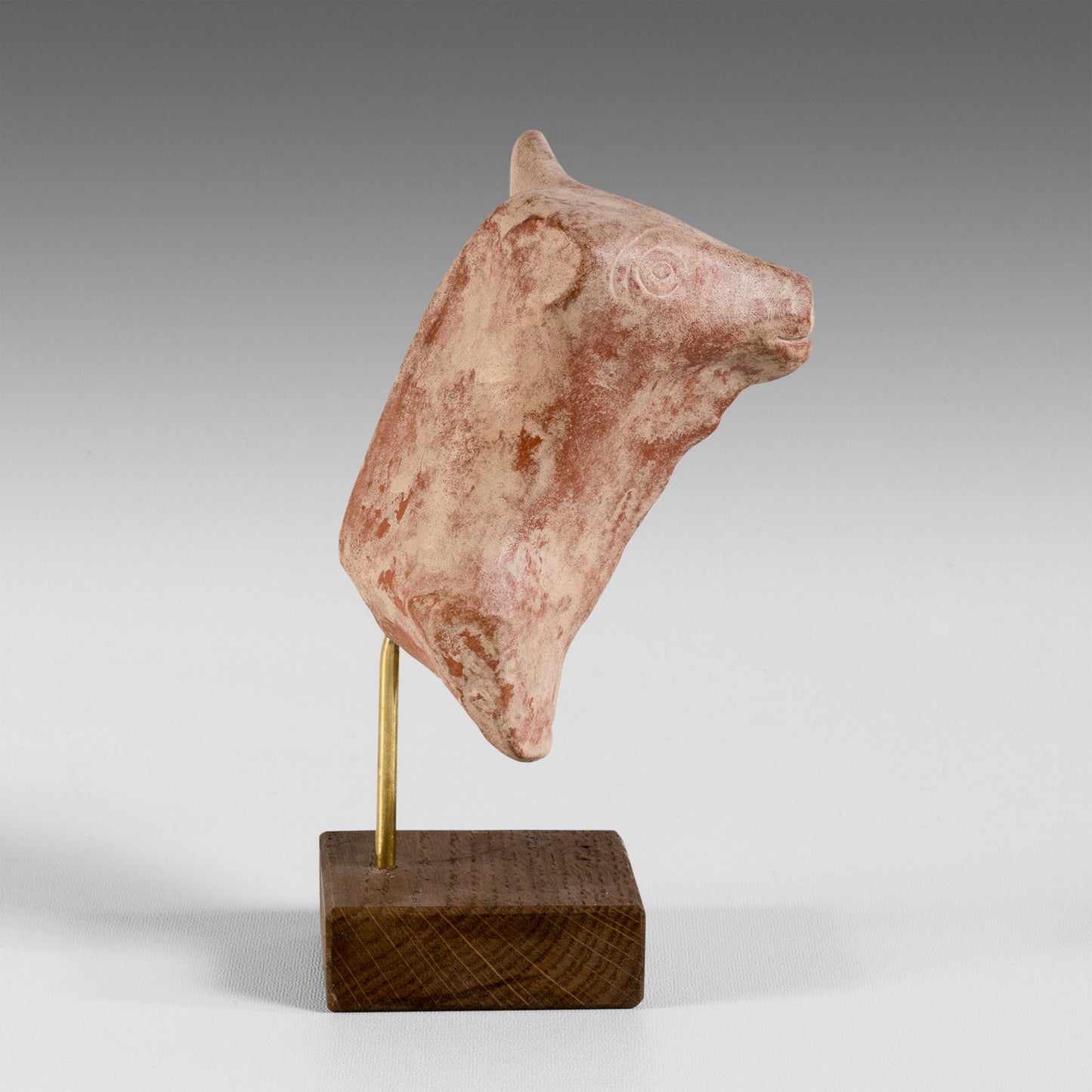 Petite tête de taureau